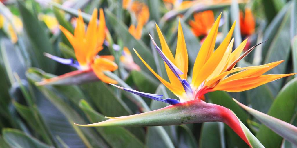 Birds of paradise flowers