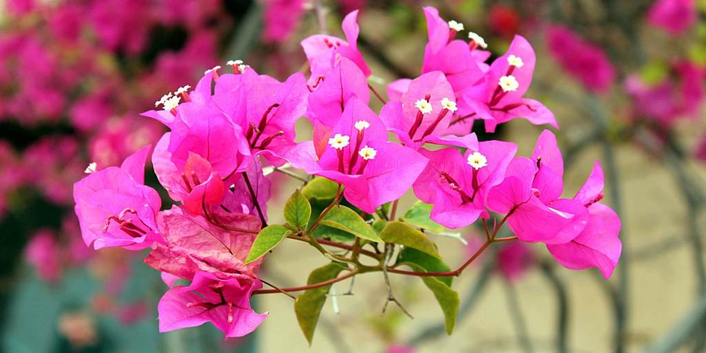 bougainvillea blooms