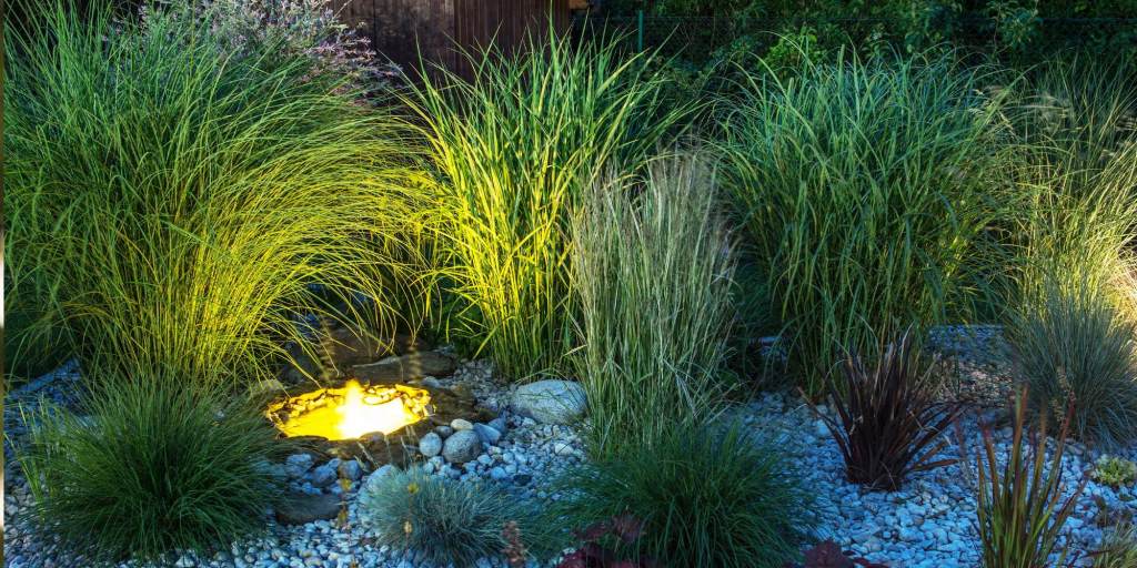 ornamental grasses lit up by lights at night