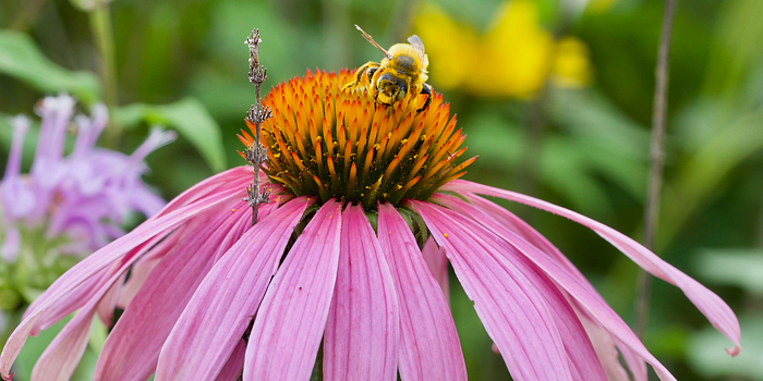 Bumble bee on a pink coneflower