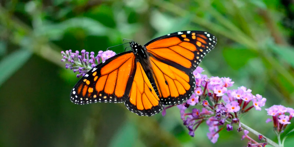 Monarch butterfly sitting on a butterfly bush bloom