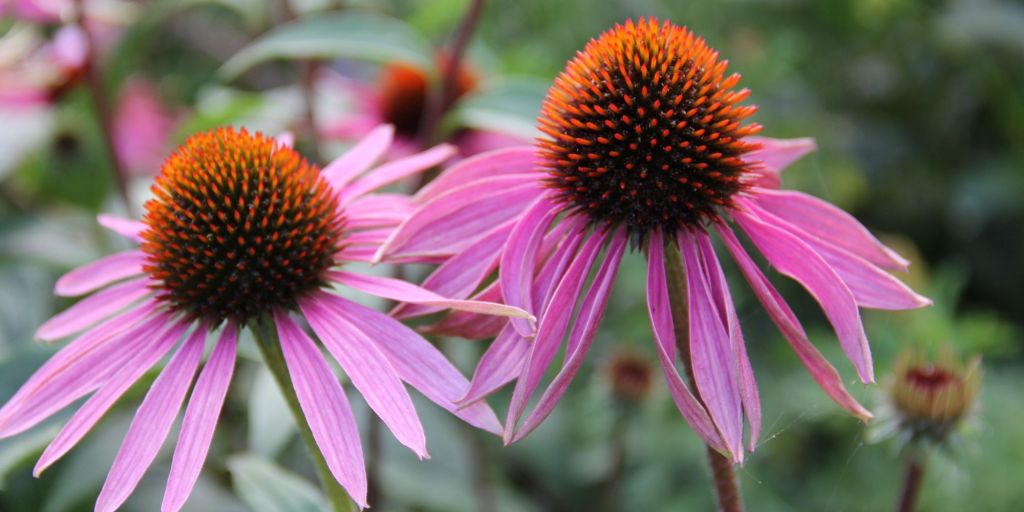 Pink Coneflower