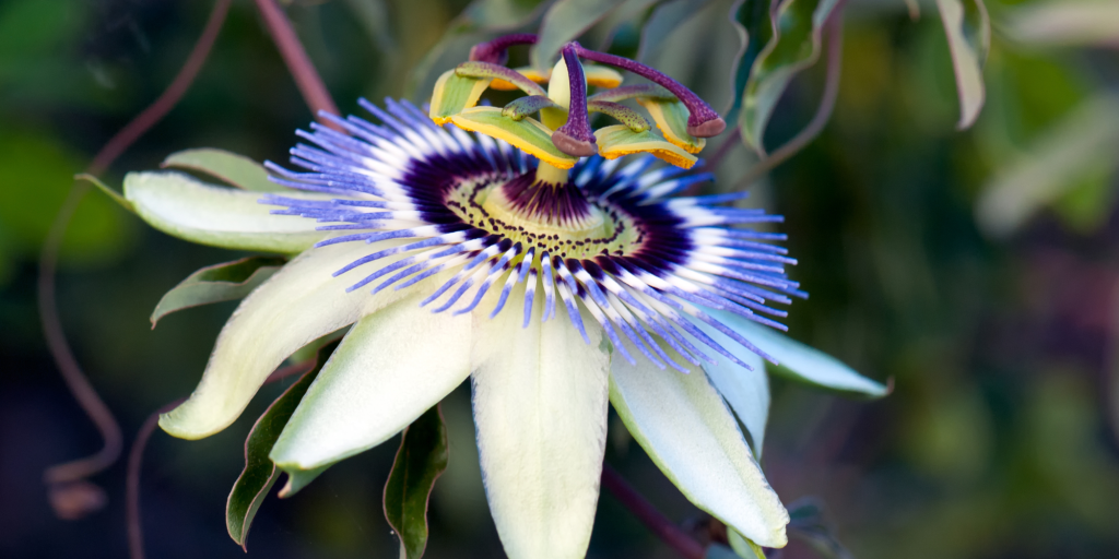 51 Stunning Tropical Plants for Your Backyard&nbsp;Oasis