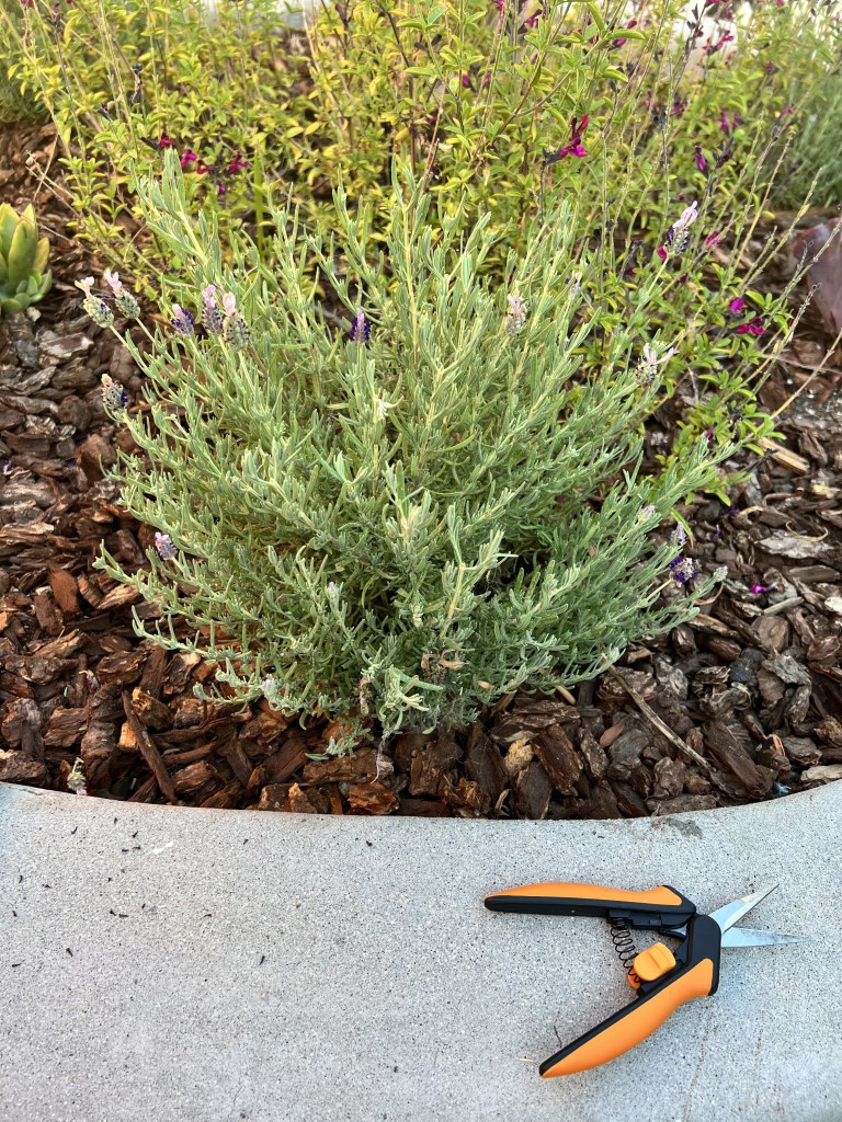 Enhancing Blooms and Beauty: A Step-by-Step Guide To Deadheading Lavender&nbsp;Plants