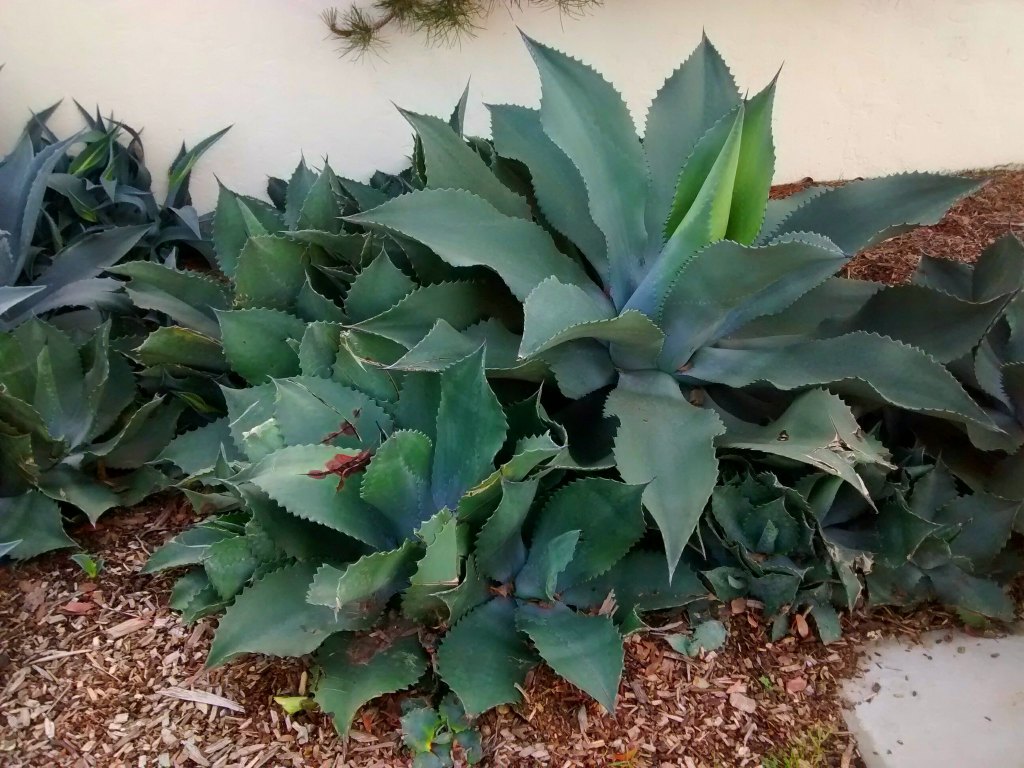 Agave plant in garden