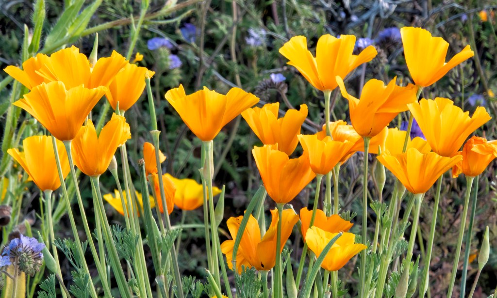 Group of orange California poppies.