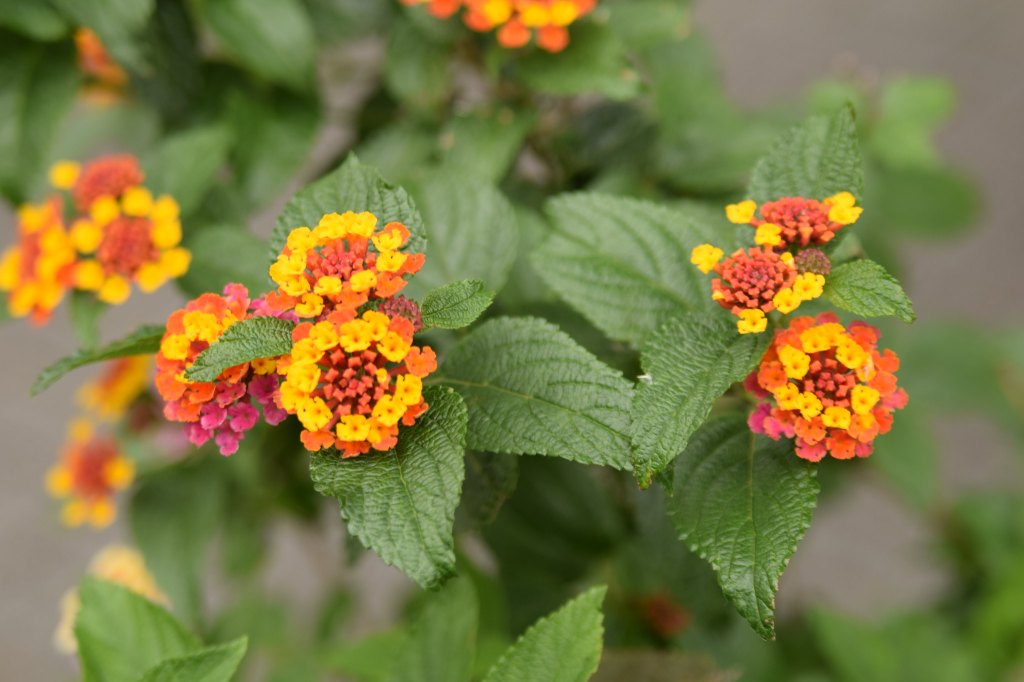 Beautiful orange, red, and yellow lantana flowers.
