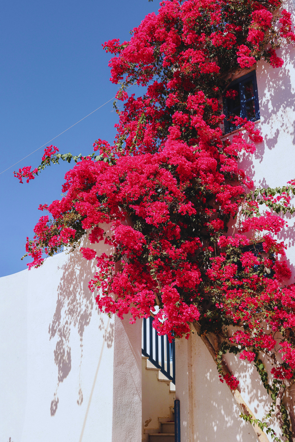 10 Heat-Tolerant Plants That Thrive in Southern California